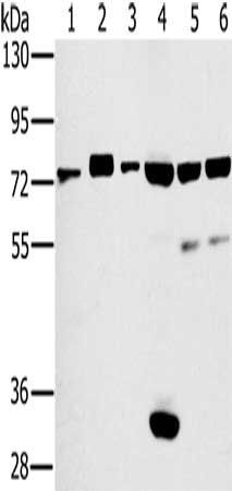 CD44 Antibody
