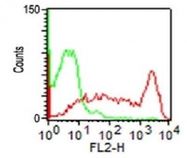 PTPRC Antibody