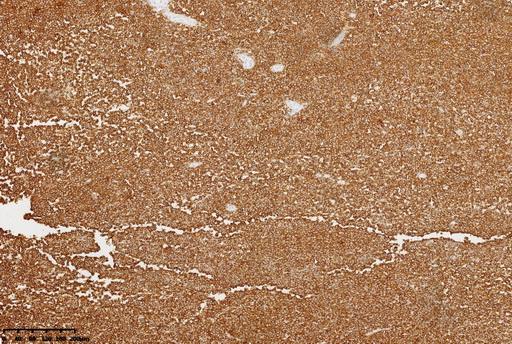 CD45 Antibody
