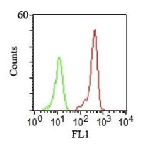 CD46 Antibody