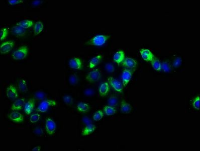 CD47 Antibody