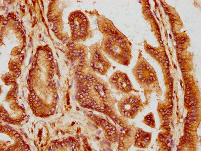 CD47 Antibody