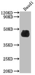 CD48 Antibody