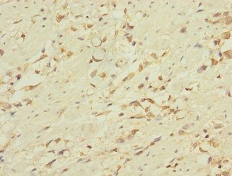 CD53 Antibody