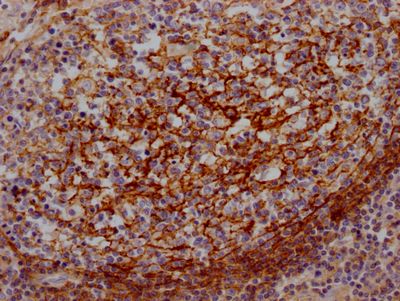 CD55 Antibody