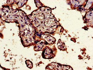 CD55 Antibody