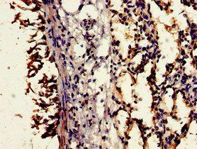 CD55 Antibody
