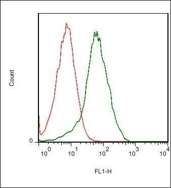 CD62L Rabbit Polyclonal Antibody