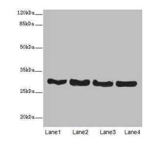 Cd63 Antibody