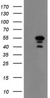 CD64 Antibody