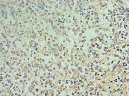 CD68 Antibody