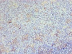 CD68 Antibody
