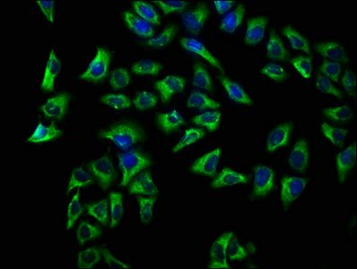 CD72 Antibody