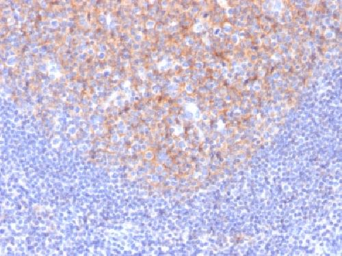 CD81 Antibody