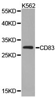 CD83 Antibody