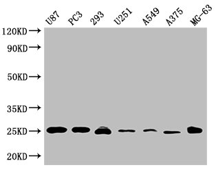 CD9 Antibody