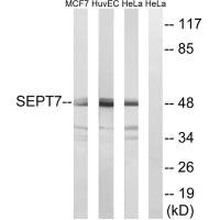SEPT7 Antibody