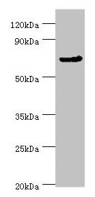 CDC16 Antibody