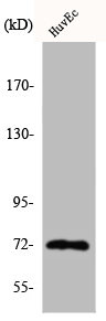 CDC16 Antibody
