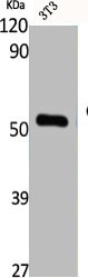 CDC20 Antibody