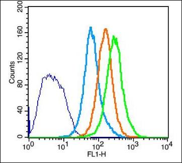 CDC20B Rabbit Polyclonal Antibody