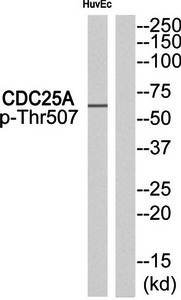 CDC25A (Phospho-Thr507) Antibody