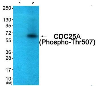 CDC25A (Phospho-Thr507) Antibody