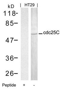 CDC25C Antibody
