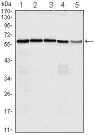CDC25C Antibody