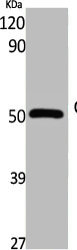 CDC37 Antibody