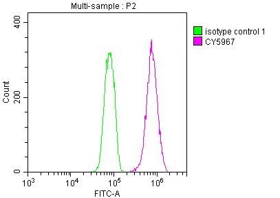 CDC37 Antibody