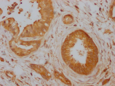 CDC42 Antibody