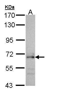 cell division cycle 45 Antibody