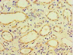 CDH11 Antibody