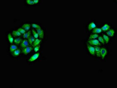 CDH11 Antibody