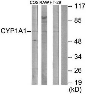 Cytochrome P450 1A1/2 Antibody