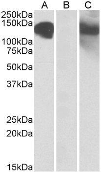 CDH11 (aa 26-37) Antibody