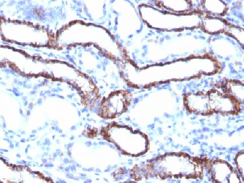 CDH16 Antibody