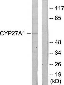 Cytochrome P450 27A1 Antibody