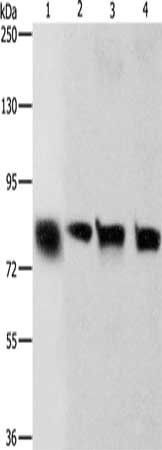 CDH6 Antibody