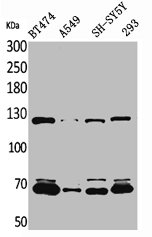 CDH6 Antibody