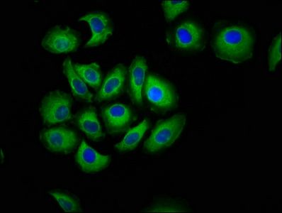 CDH7 Antibody