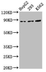 CDH7 Antibody