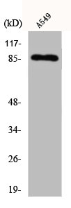 CDH7 Antibody