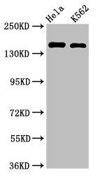 CDK12 Antibody