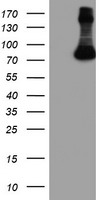 CDK2 Antibody