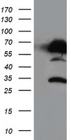 CDK2 Antibody