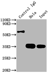 CDK4 Antibody