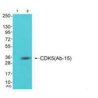 CDK5 Antibody