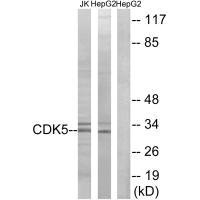 CDK5 Antibody